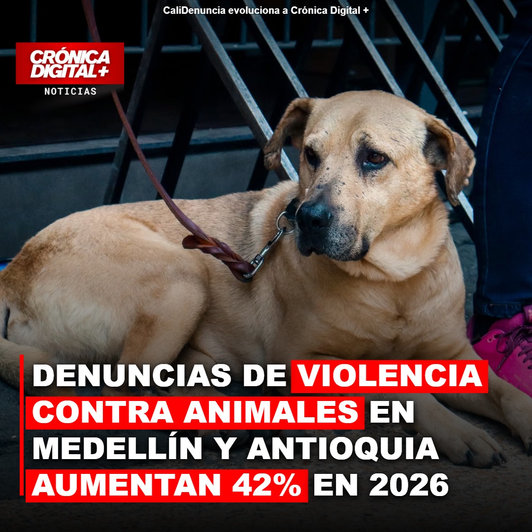 Denuncias de maltrato animal suben 42% en Medellín y Antioquia en 2026