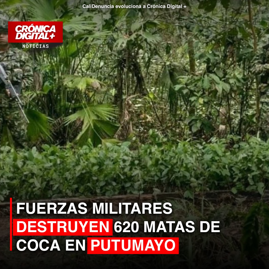Fuerzas Militares destruyen 620 matas de coca en Putumayo