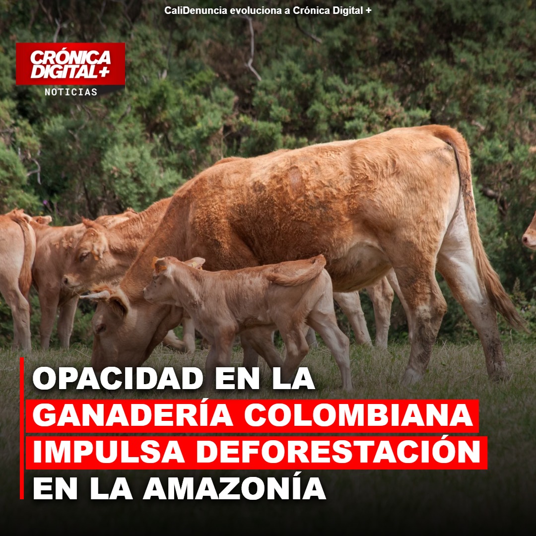 Ganadería opaca dispara deforestación en Amazonía colombiana