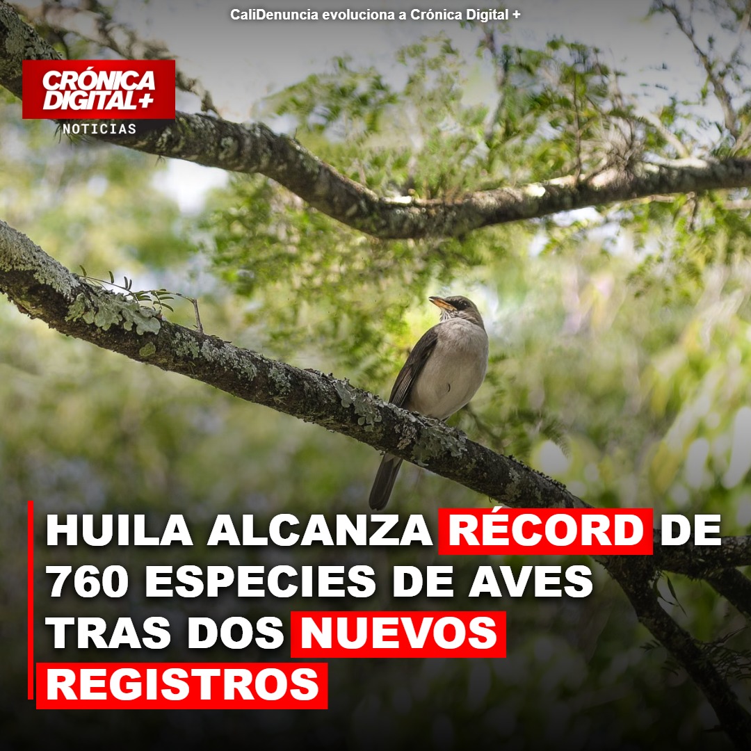 Huila suma dos especies inéditas: colibrí y vencejo elevan a 760 diversidad aviar