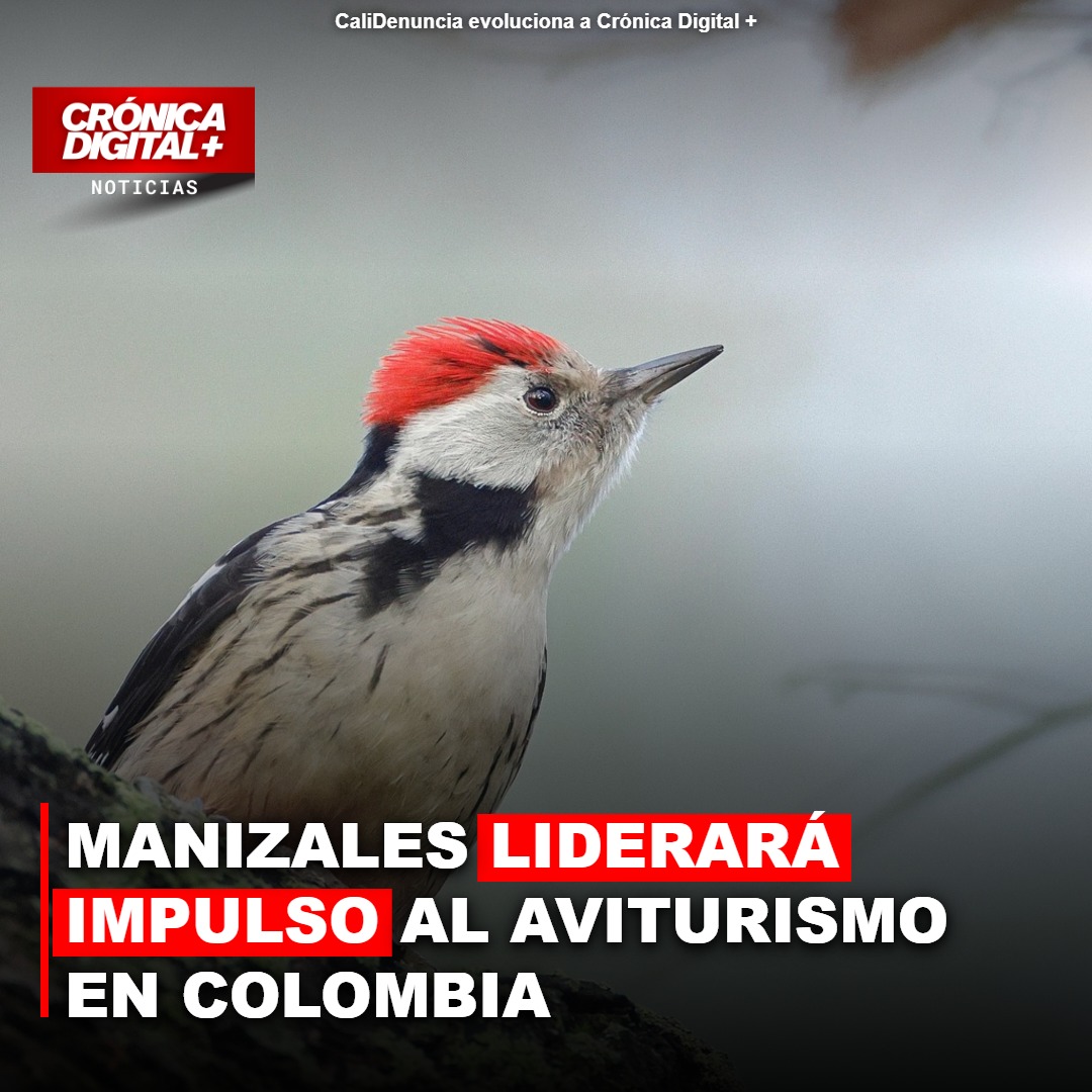 Manizales impulsará aviturismo de Colombia en Congreso de Noviembre