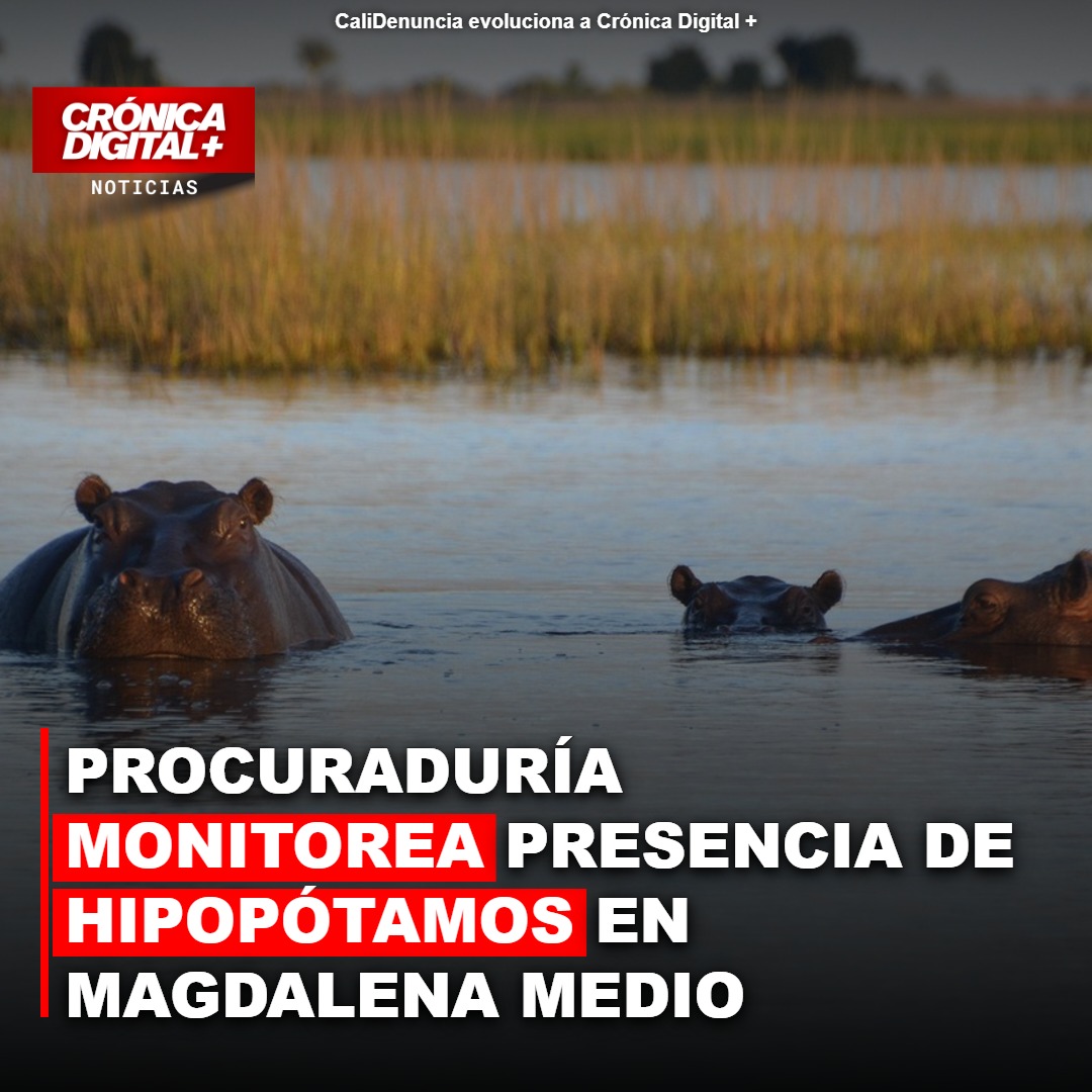 Procuraduría monitorea hipopótamos en Magdalena Medio