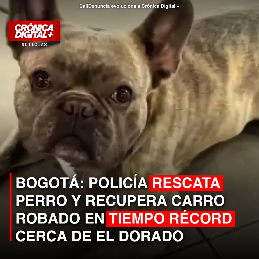 Rescate canino y captura tras robo de vehículo en Bogotá: reacción policial oportuna