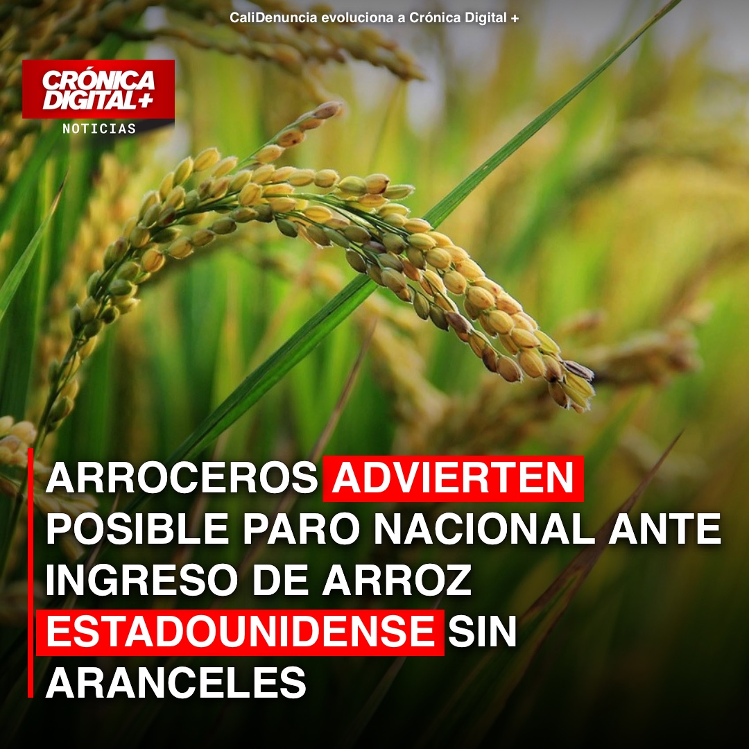 Arroceros colombianos evalúan paro por eliminación arancel