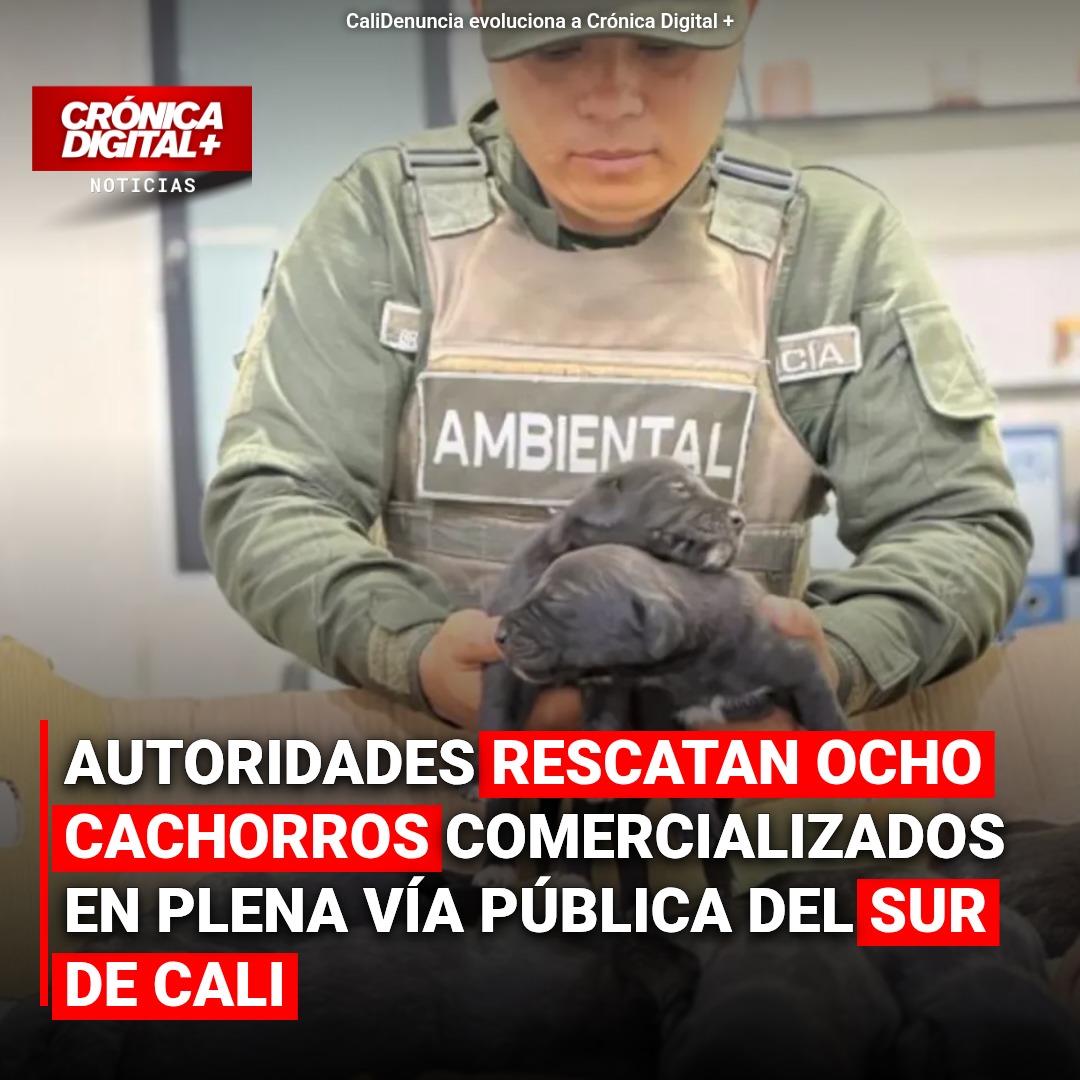 Autoridades rescatan Ocho cachorros comercializados en plena vía pública del sur de Cali