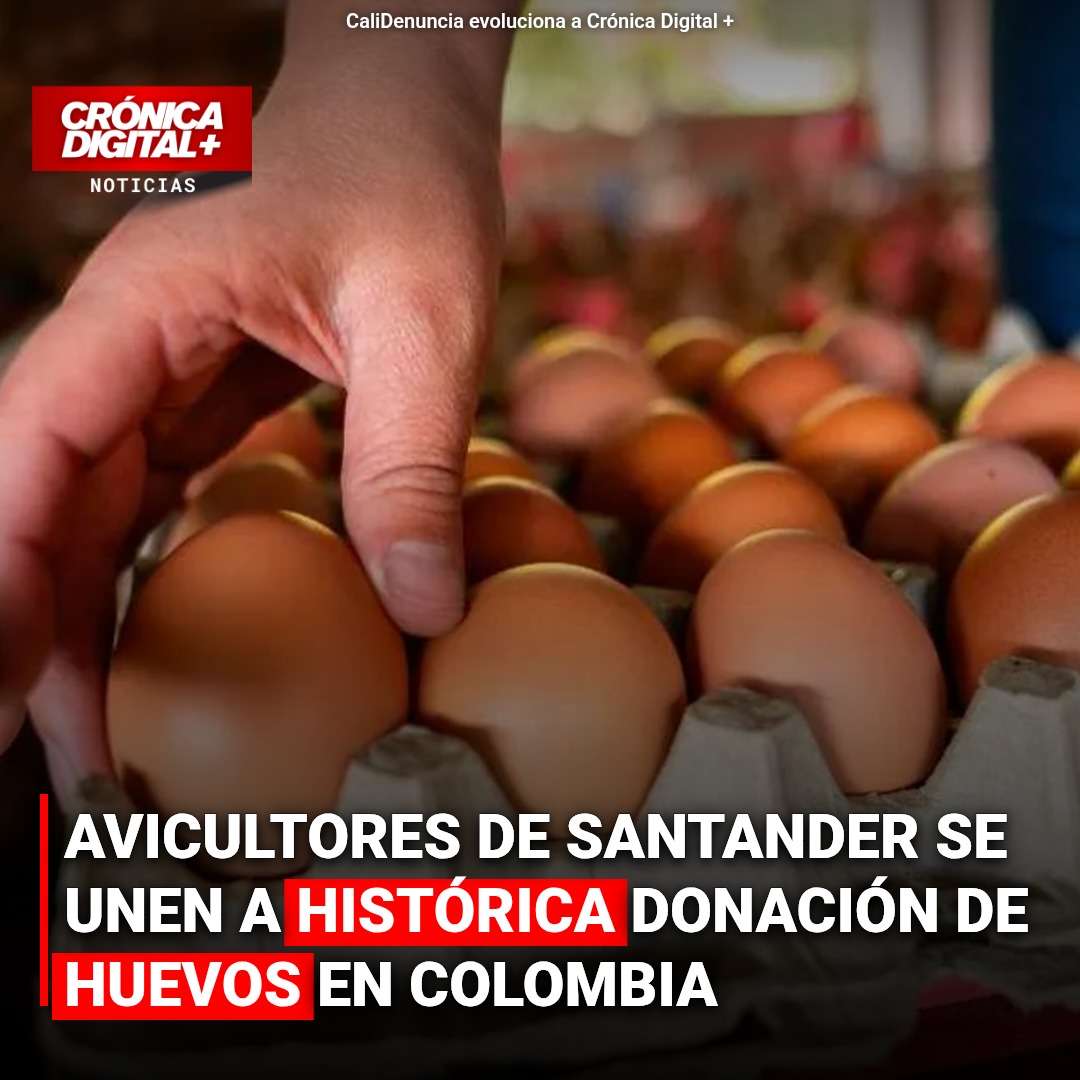 Avicultores de Santander se unen a histórica donación de huevos en Colombia
