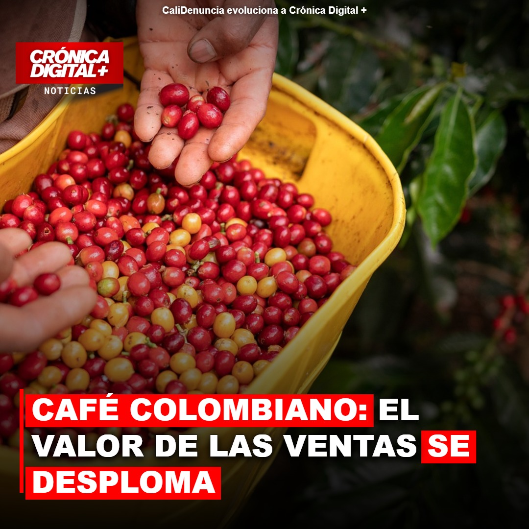 Café: el volumen exportado se sostiene frente a 2025, pero el valor de las ventas se desploma
