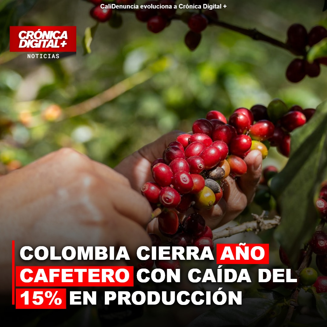 Colombia cierra año cafetero con caída del 15% en producción
