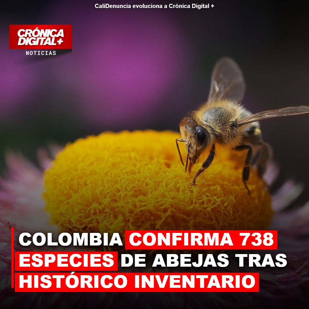 Colombia confirma 738 especies de abejas tras inventario científico