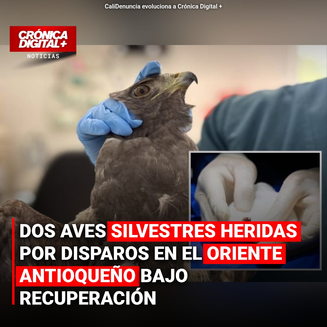 Dos aves silvestres heridas por disparos en el Oriente Antioqueño bajo recuperación