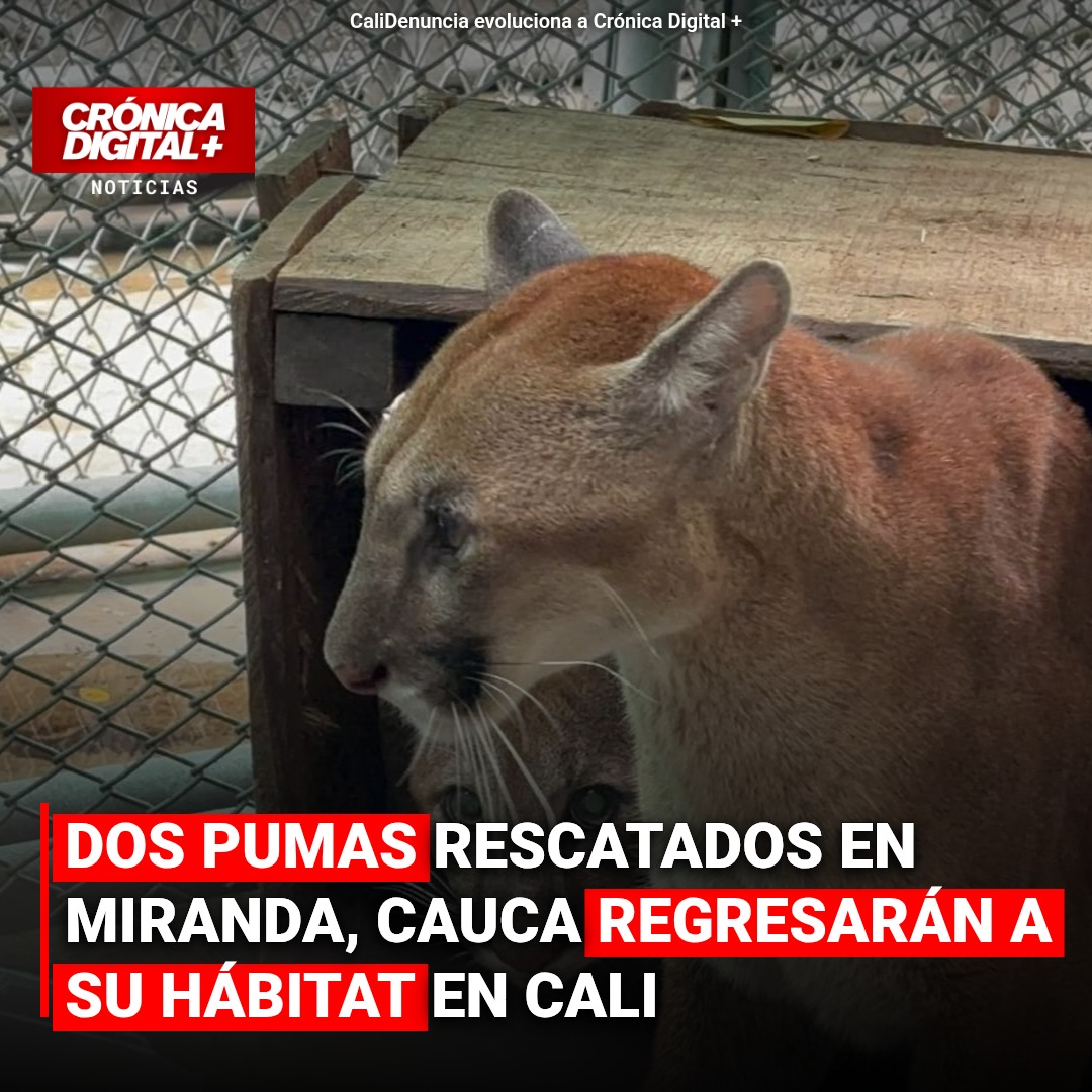Dos pumas rescatados en el Cauca regresarán a su hábitat tras atención del Dagma en Cali