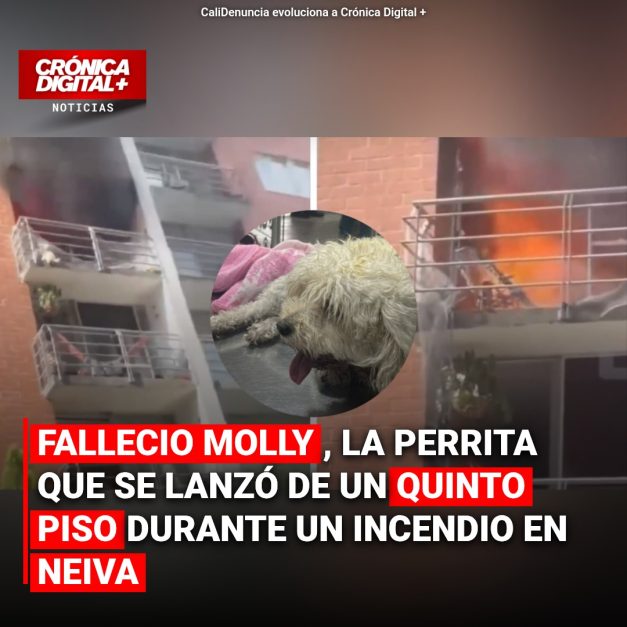 Fallecio Molly, la perrita que se lanzó de un quinto piso durante un incendio