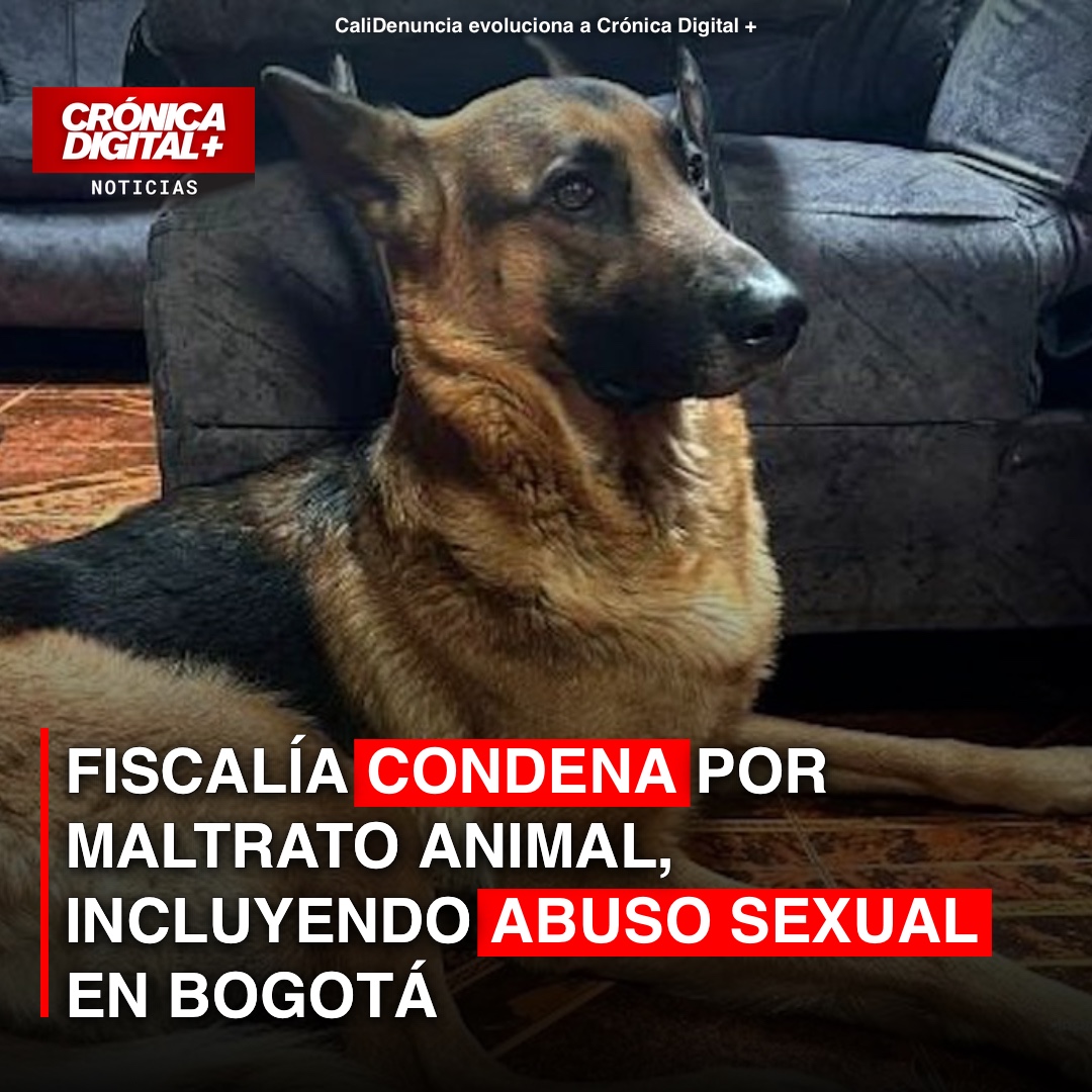 Fiscalía condena por Maltrato Animal, incluyendo Abuso Sexual en Bogotá