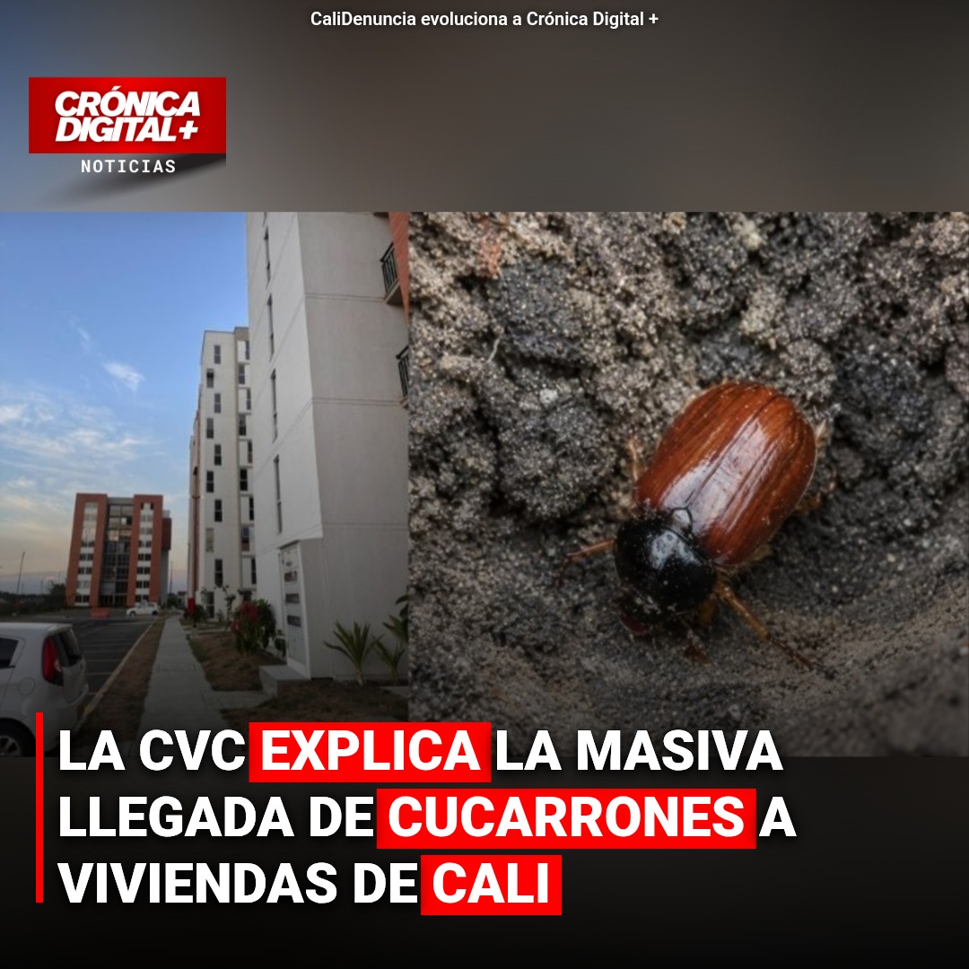 La CVC explica la masiva llegada de cucarrones a viviendas de Cali