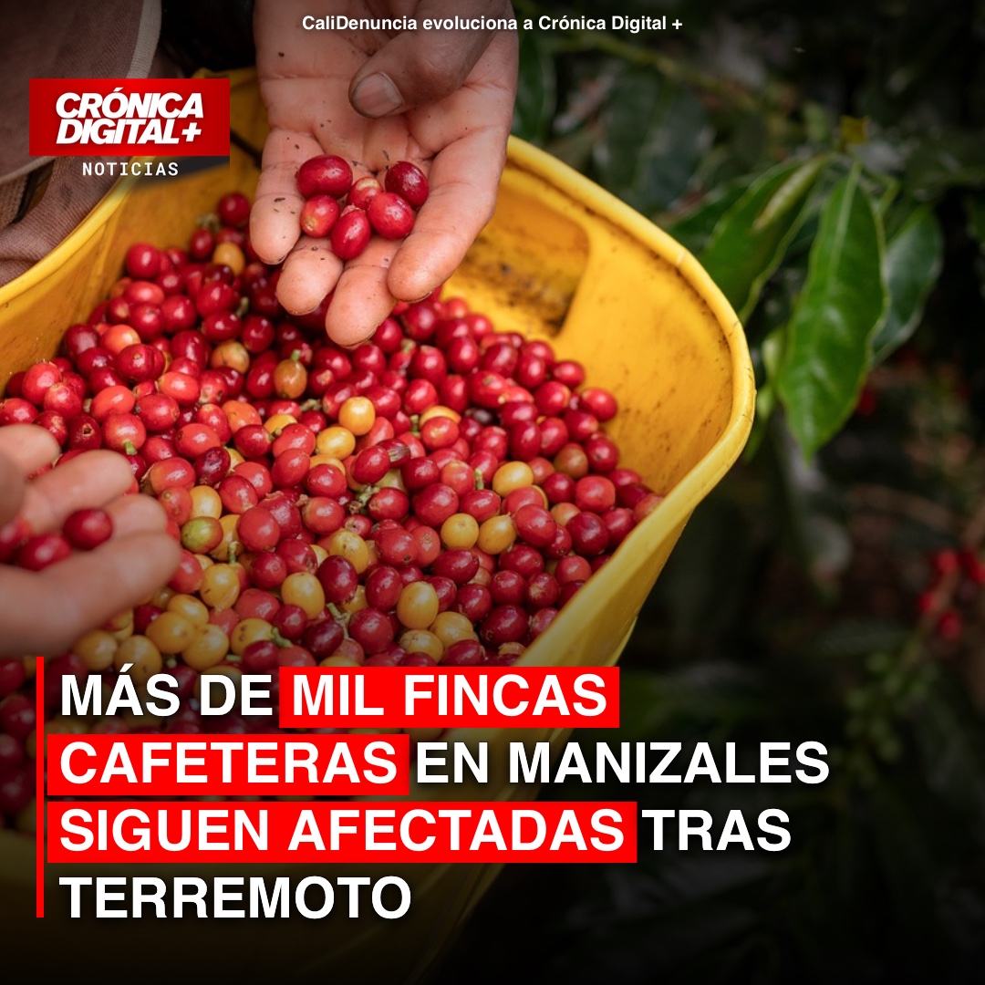 Más de mil fincas cafeteras en Manizales siguen afectadas tras terremoto