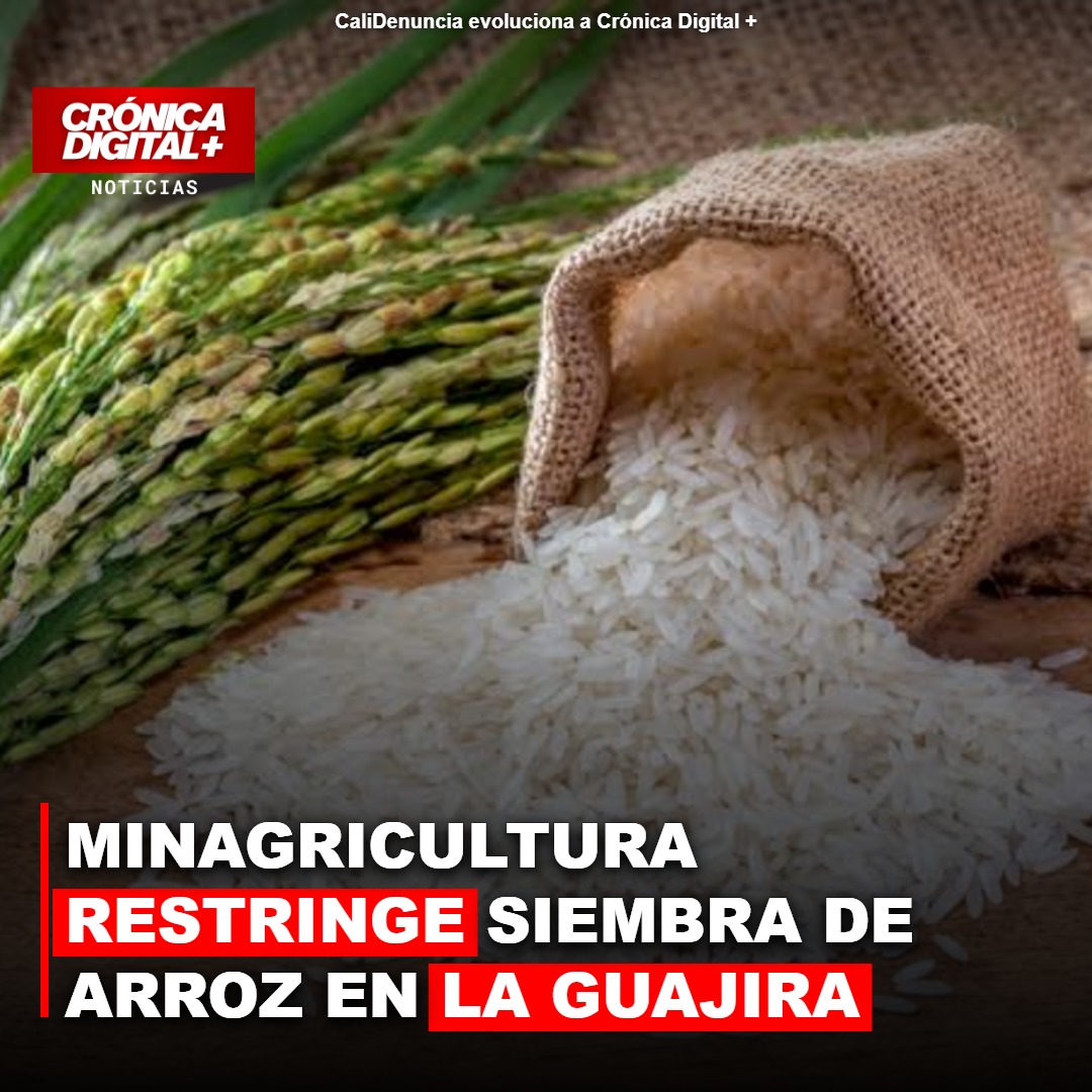 Minagricultura restringe siembra de arroz en la Guajira