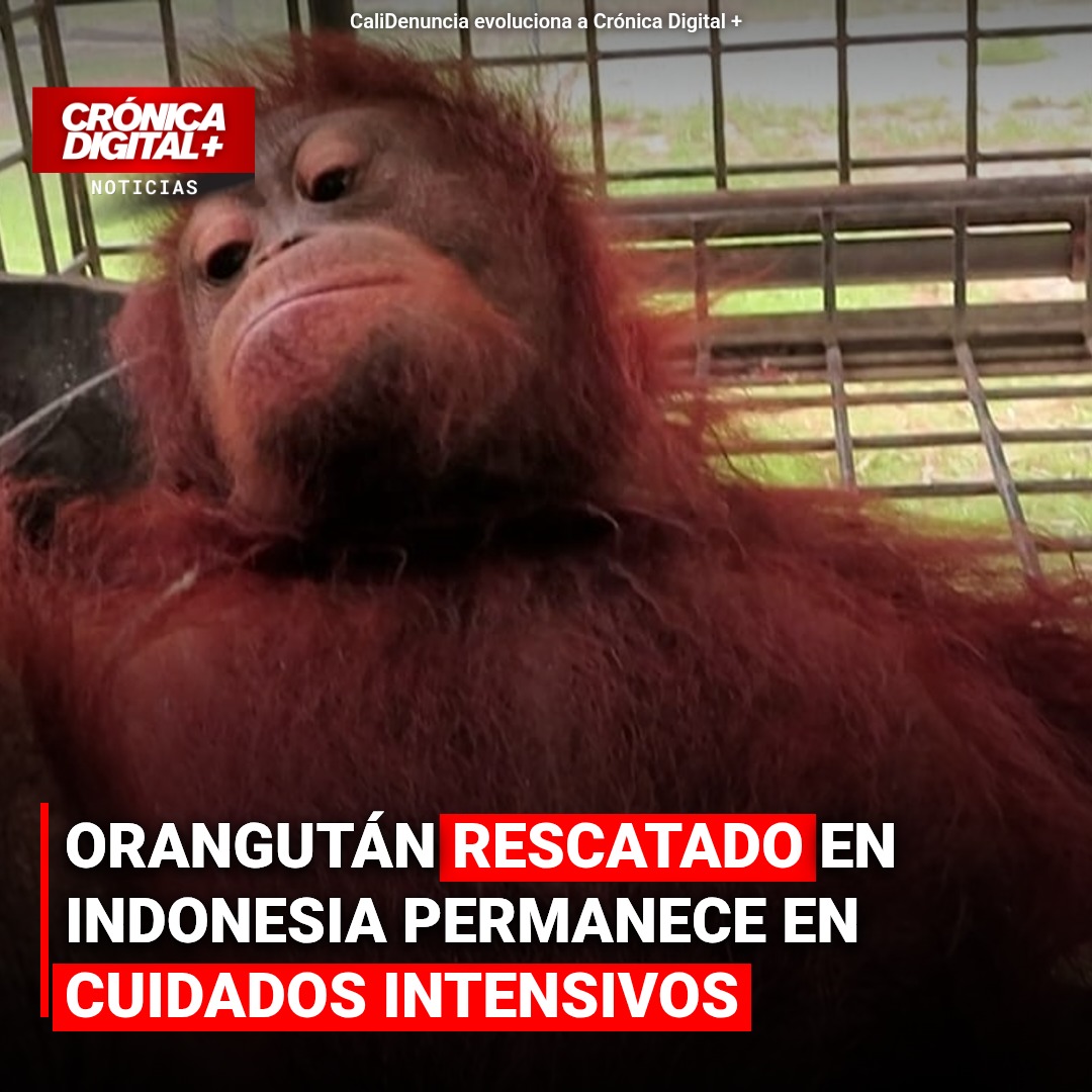 Orangután rescatado en Borneo permanece en cuidados intensivos