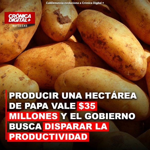 Producir una hectárea de Papa vale $35 millones y el Gobierno busca disparar la productividad