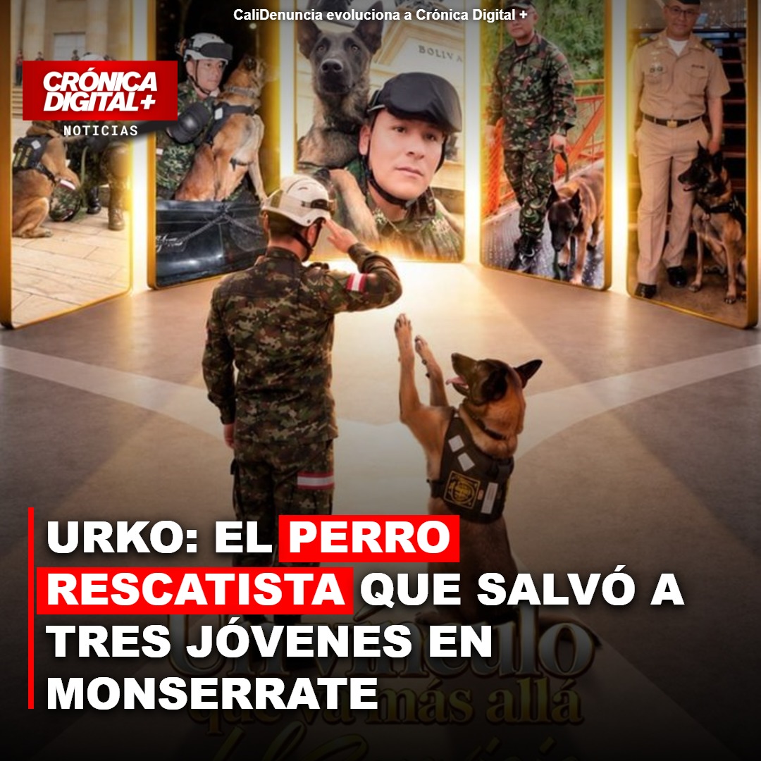 Urko: el perro rescatista que salvó a tres jóvenes en Monserrate